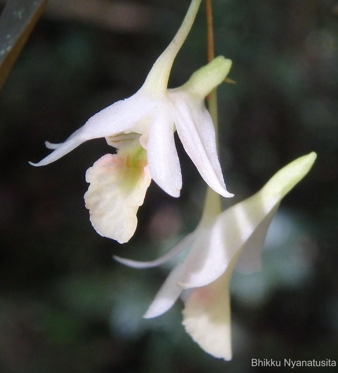 Dendrobium panduratum subsp. panduratum Lindl.